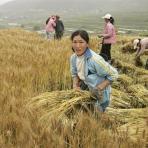 Сельское хозяйство Китая